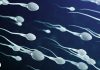 AI tool finds sperm in infertile men faster and more accurately than doctors | Science & Tech News