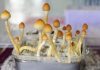 Magic mushrooms ‘could help women deal with cancer-related depression’ | World News