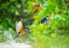 Best places to watch birds around the world