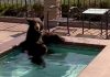Bear spotted cooling off in a jacuzzi during Southern California heatwave | Offbeat News