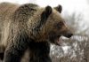 Woman found dead after suspected grizzly bear attack in Montana | US News