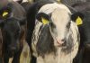 Daffodil extract fed to cows could be ‘game changer’ in reducing methane production | Science & Tech News