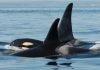 Killer whale mothers may act as mediators to keep their calves out of fights, study finds | Science & Tech News