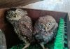 Axl and Slash: Young owls rescued from Glastonbury’s Pyramid stage after Guns N’ Roses set named after rock stars | UK News