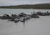 Pilot whales: 51 die after mass stranding on beach, as rescuers battle to save dozens more | World News