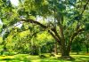 More urban trees will save millions