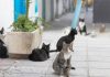 Cats to be treated with human COVID medicine in Cyprus after feline virus outbreak leaves thousands dead | World News