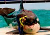 Orca Lolita dies after 52 years in captivity at Miami Seaquarium | World News