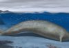 Extinct 39-million-year-old whale ‘may be heaviest animal that ever lived’ | World News