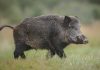 Why Europe’s wild boars are radioactive | Science & Tech News