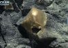 ‘Glittering gold blob’ found on sea floor baffles scientists | World News