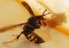 Record number of Asian hornet sightings in UK – as report highlights huge worldwide cost of invasive species | UK News