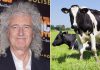 Sir Brian May: Queen star hopes to achieve ‘better life’ for farmers, cows and badgers in bovine TB fight | UK News