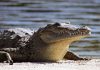 China: Dozens of crocodiles escape farm as officials warn residents to stay indoors | World News