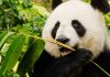 Living outside natural habitats can affect the bodies and behaviours of giant pandas | UK News