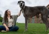 Zeus, the world’s tallest dog, has died aged three, Guinness World Records says | Offbeat News