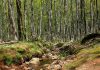 Missing toddler found asleep in woods with one family dog ‘as a pillow’ while the other ‘kept her safe’ | US News
