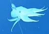 Rare Dumbo octopus filmed in North Pacific Ocean | World News