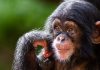 Chimpanzees make sounds like human babies as they learn to speak, study finds | Science & Tech News