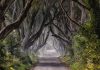 Game of Thrones’ famous Dark Hedges trees could face chop in Northern Ireland | UK News