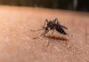 Cheap malaria vaccine developed with help of Oxford scientists approved for global rollout | World News