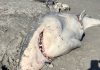 Half-eaten great white shark washes up on Australian beach after suspected killer whale attack | World News