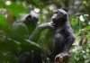 It was thought humans were the only species capable of forming strategic alliances. Scientists say that’s wrong | Science & Tech News