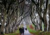 Dark Hedges: Work to fell six trees in Northern Ireland begins as iconic Game of Thrones foliage poses safety risk | UK News