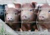 New strain of swine flu detected in person for first time in UK | UK News