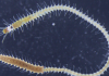 Started from the bottom, now I’m here: How a sea worm’s butt swims away to start life of its own | Science & Tech News