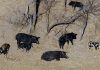 Fears ‘super pigs’ could invade US states – and it’s not easy to eradicate them | Offbeat News