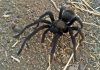 Motorcyclist taken to hospital after tarantula crossing the road causes collision in California | World News