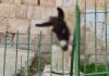 Israeli settlers hang donkey head on Muslim cemetery in Jerusalem | Israel-Palestine conflict