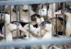 France orders third vaccines for foie gras ducks to try and halt bird flu outbreak | World News