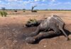 Zimbabwe: At least 100 elephants die in national park amid drought | World News