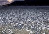 Thousands of dead fish mysteriously wash up on beach in Japan | World News