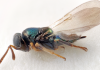 Doctor Who aliens give their name to newly discovered wasps | Science & Tech News
