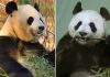Edinburgh Zoo’s giant pandas leave their home of 12 years to start journey back to China | UK News