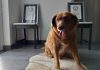 Guinness World Records reviews evidence related to ‘oldest dog’ title | News