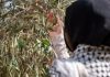 The olive tree, symbol of Palestine and mute victim of Israel’s war on Gaza | Israel War on Gaza