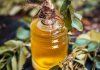 5 best curry leaf oils to prevent premature greying of hair