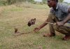 No money for meat, so we eat rats: The Indian snake catcher | Features