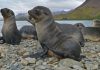 Highly infectious form of bird flu confirmed for first time in Antarctic seals | Science & Tech News