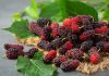 Mulberry for hair growth: 4 ways to use it