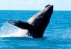Mystery over whales’ singing uncovered by study | Science & Tech News