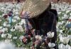 Boom time for Myanmar opium farmers amid coup chaos | Drugs News