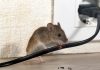 How to get rid of rats and mice in your home naturally?