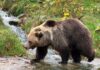 Woman dies after being chased by bear in Slovakia | World News