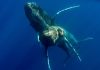 Humpback whales photographed having sex for first time – and both were male | US News