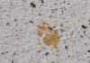 Officials in Japanese city warn people to stay away from cat that ‘jumped in a vat of toxic chemicals’ | World News